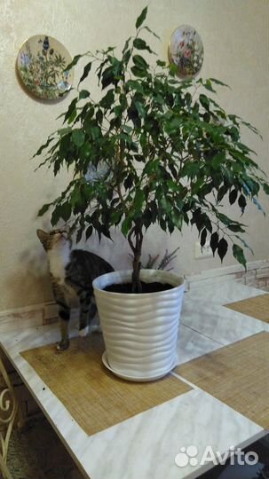 Комнатные цветы