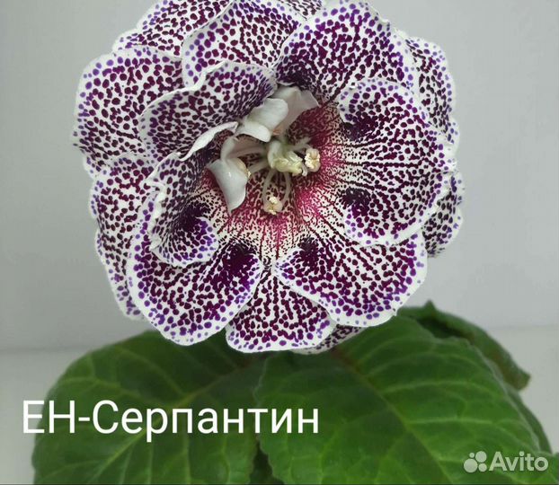 Укоренённые листики глоксиний