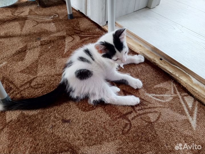 Котик ищет дом