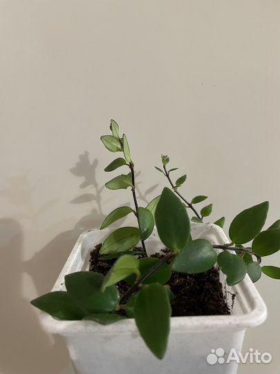 Эсхинантус мона лиза