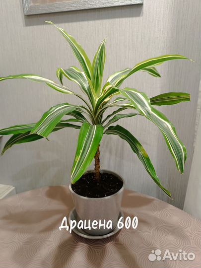 Домашние цветы в керамических горшках