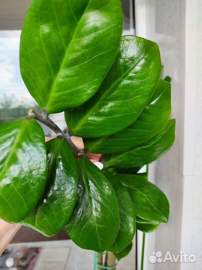 Замиокулькас, долларовое дерево