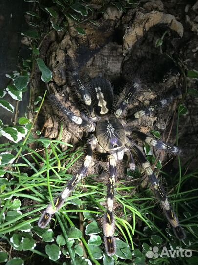 Пауки птицееды