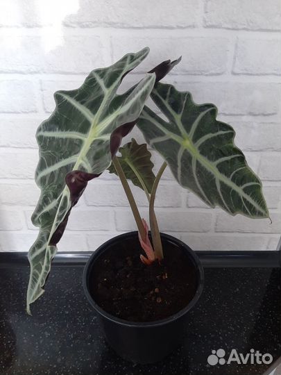 Комнатные цветы