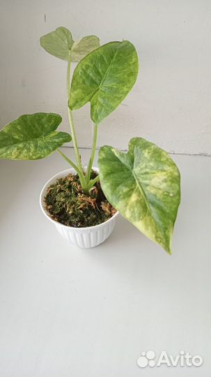 Алоказия odora 'Aurea-Variegata'