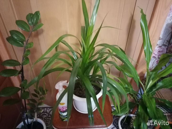 Пальма Юкка и Пальма винтовая Панданус