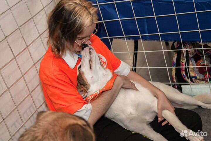 Выгул собак, догситтер, няня для кошек и собак