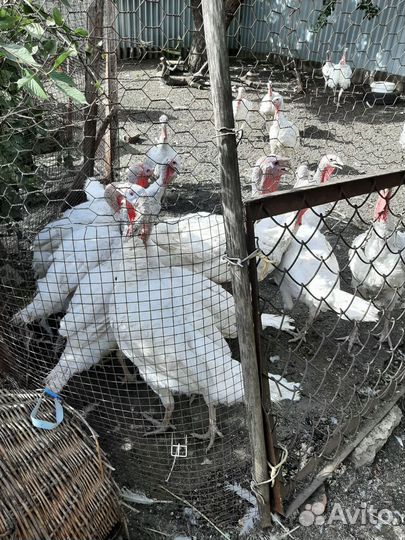 Индюки на мясо