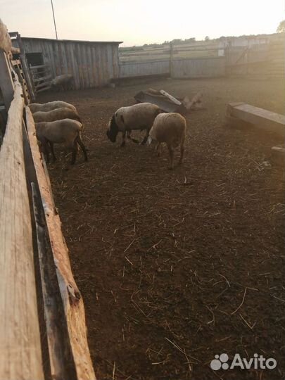 Бараны и овцы