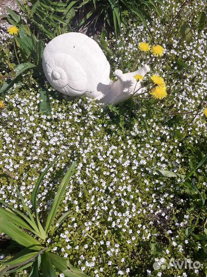 Почвопокровное многолетнее растение (солейролия)