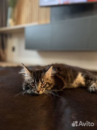 Котята мейкун