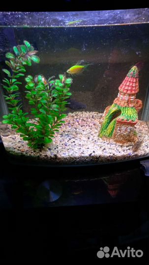 Аквариум с рыбками