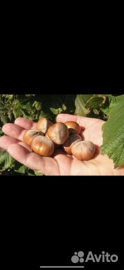 Фундук трапезунд саженцы