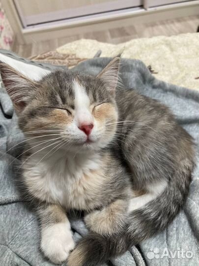 Кошка в дар