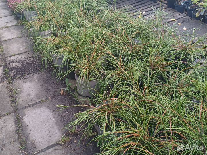 Туя випкорд