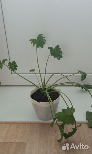 Филодендрон