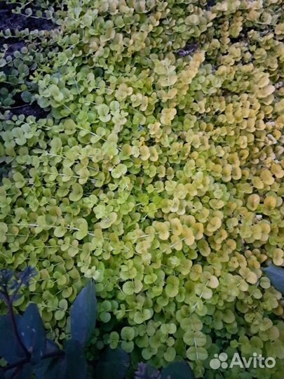 Почвопокровники и другие многолетники