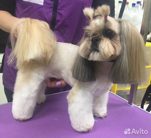 Стрижка собак и кошек