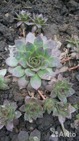 Каменная роза, хризантем, садовая ромашка крупная