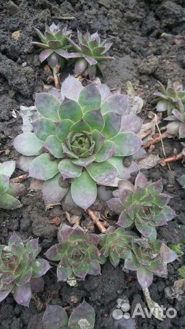 Каменная роза, хризантем, садовая ромашка крупная