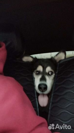 Зоотакси без клеток и намордников