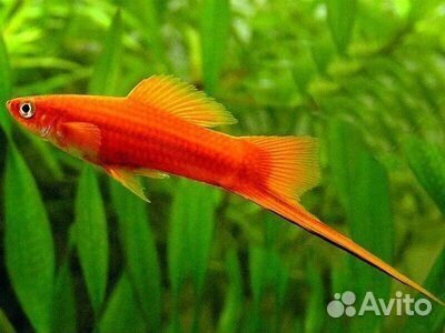Аквприумные рыбки меченосцы