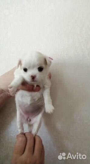 Девочки и мальчики чихуахуа