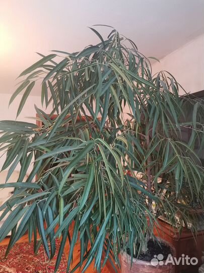 Роскошный фикус 