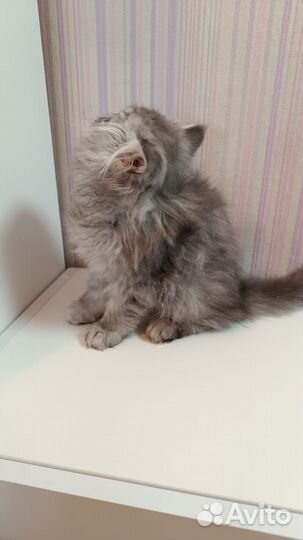 Персидские котята