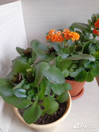Каланхоэ цветущий оранжевый