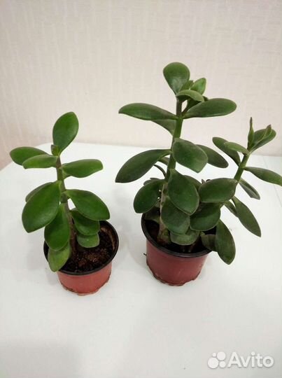 Толстянка, денежное дерево