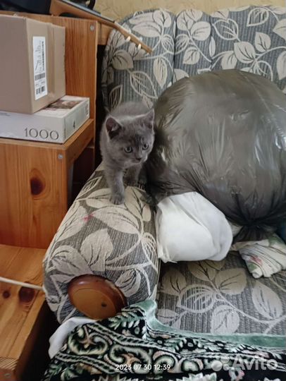Британские котята девочка
