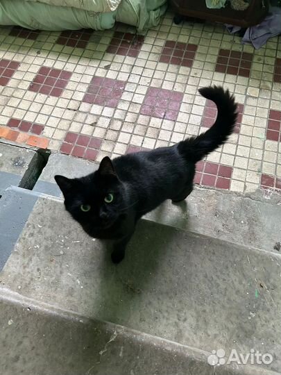 Котики в беде