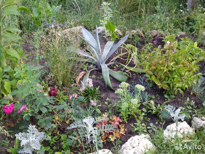 Агава голубая