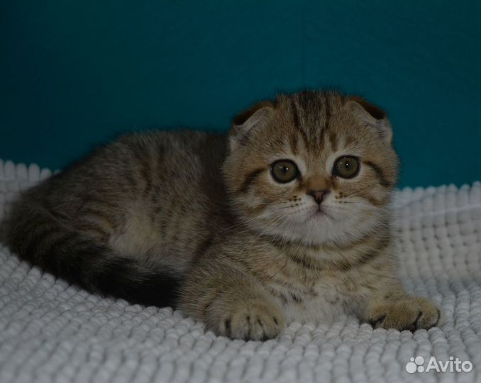 Вислоухая девочка