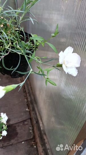 Гвоздика ампельная вегетативная