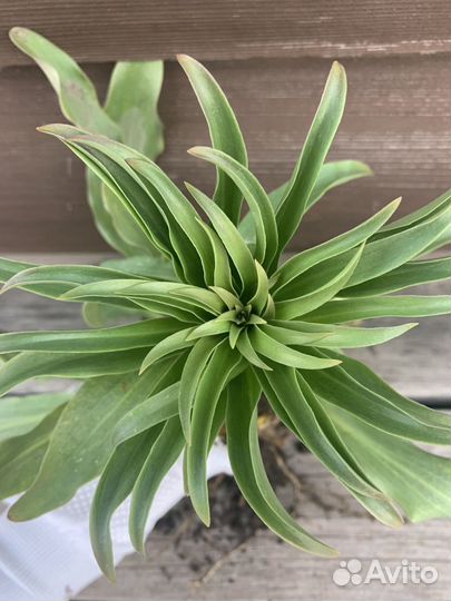 Лилии белые