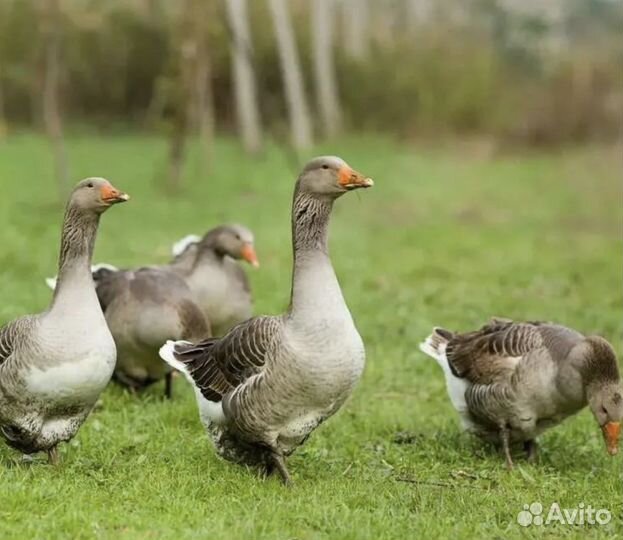 Гуси серый крупный северный