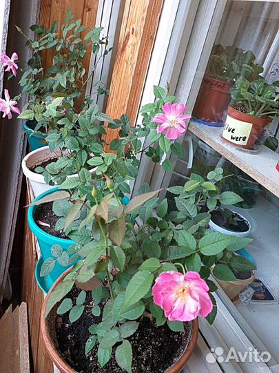 Роза чайная