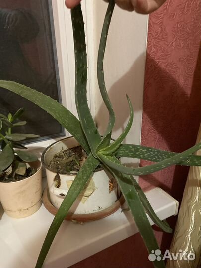 Комнатные цветы