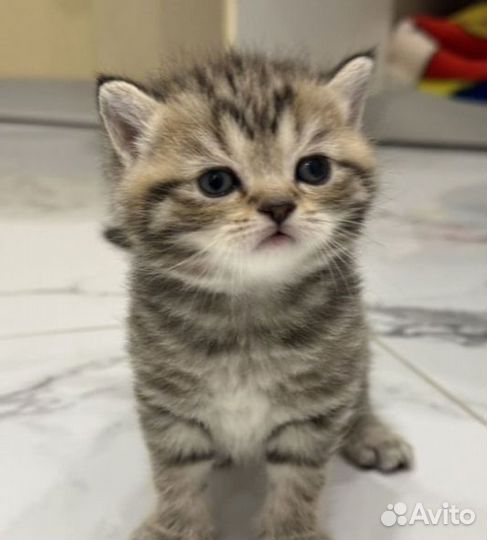 Верные друзья