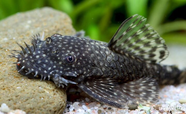 Аквариумные рыбки сомики