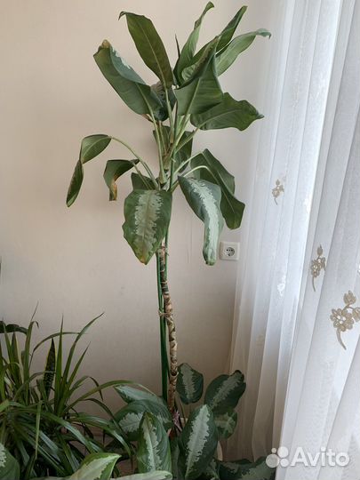 Комнатные растения