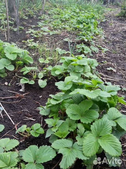 Земклуника 