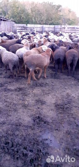 Курдючные бараны овцы ягнят