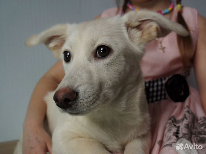 Белая Лада, собака-компаньон в добрые руки