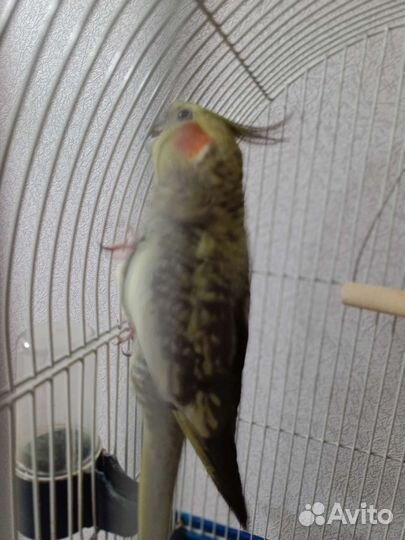 Попугай корелла-нимфа