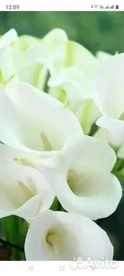 Каллы луковицы