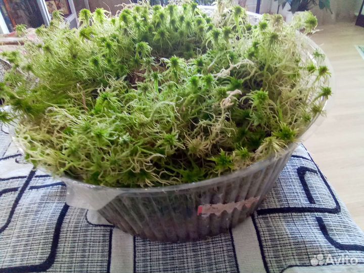 Мох сфагнум,живой