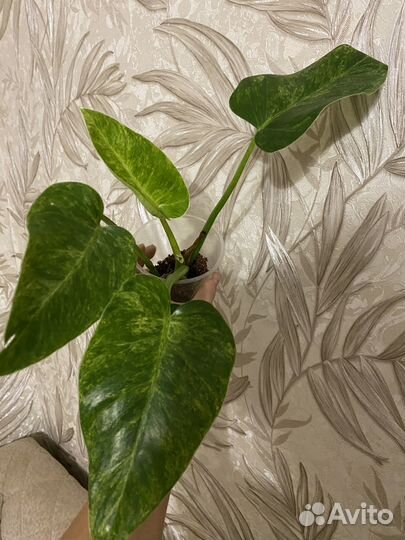 Филодендрон гигантум вариегатный